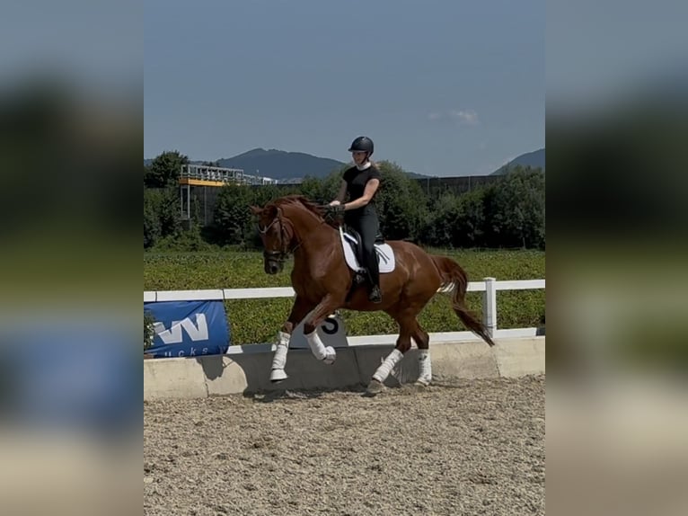 KWPN Stute 8 Jahre 178 cm Fuchs in Wals