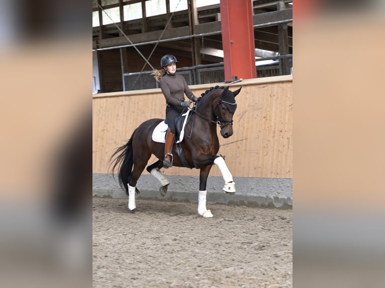 KWPN Stute 8 Jahre Brauner in Hohenfelde