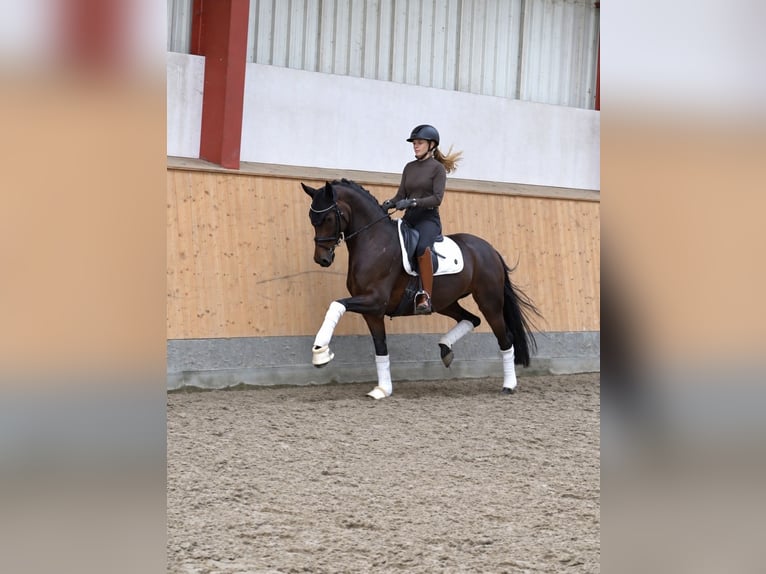 KWPN Stute 8 Jahre Brauner in Hohenfelde