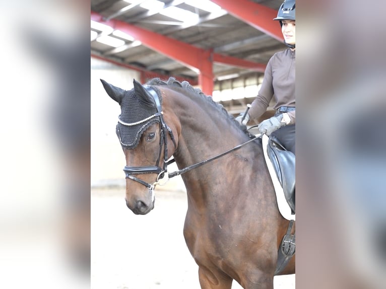 KWPN Stute 8 Jahre Brauner in Hohenfelde