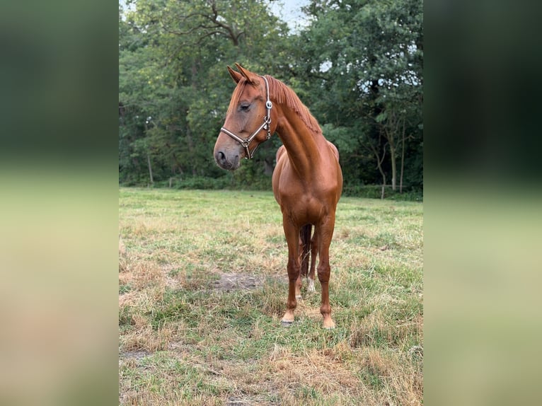 KWPN Stute 8 Jahre Fuchs in Borculo