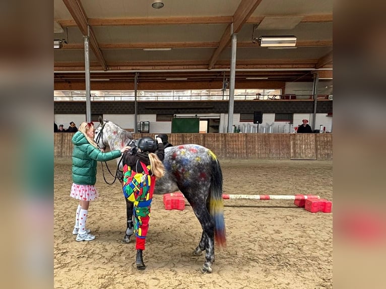 KWPN Mix Stute 9 Jahre 142 cm Apfelschimmel in Goch
