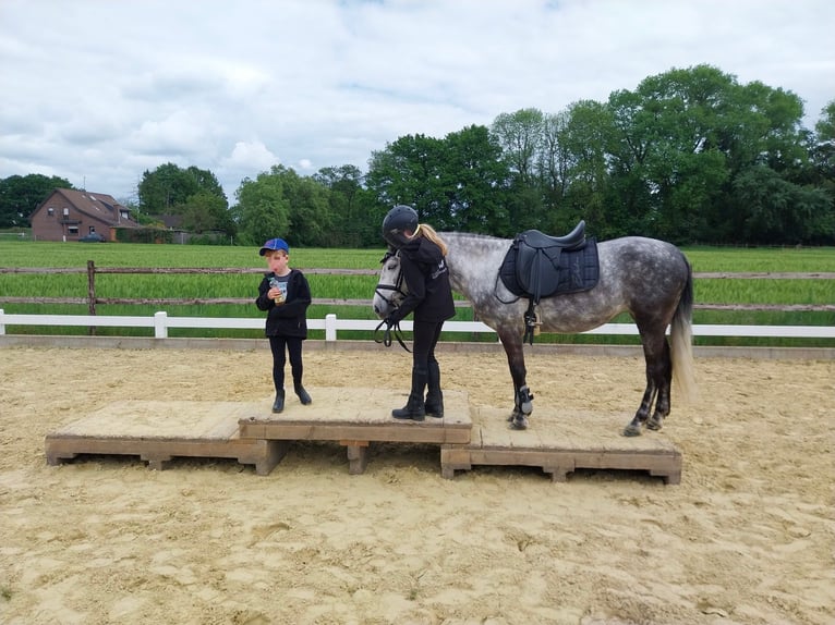 KWPN Mix Stute 9 Jahre 142 cm Apfelschimmel in Goch