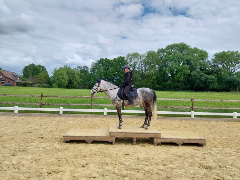 KWPN Mix Stute 9 Jahre 142 cm Apfelschimmel in Goch