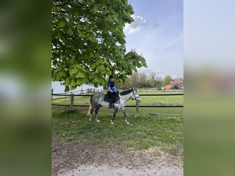 KWPN Mix Stute 9 Jahre 142 cm Apfelschimmel in Goch