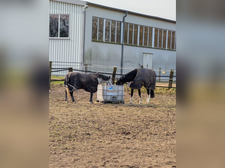 KWPN Mix Stute 9 Jahre 142 cm Apfelschimmel in Goch