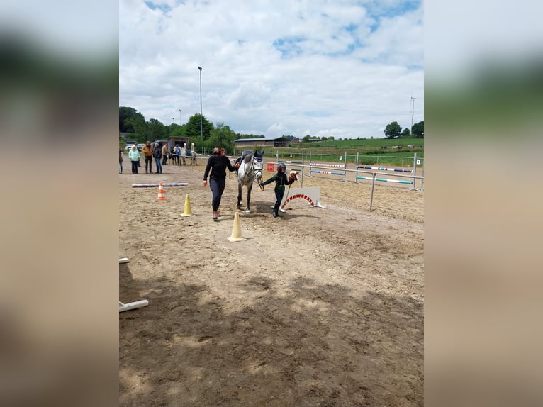 KWPN Mix Stute 9 Jahre 142 cm Apfelschimmel in Goch