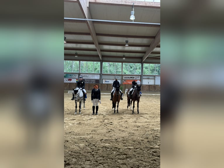 KWPN Mix Stute 9 Jahre 142 cm Apfelschimmel in Goch