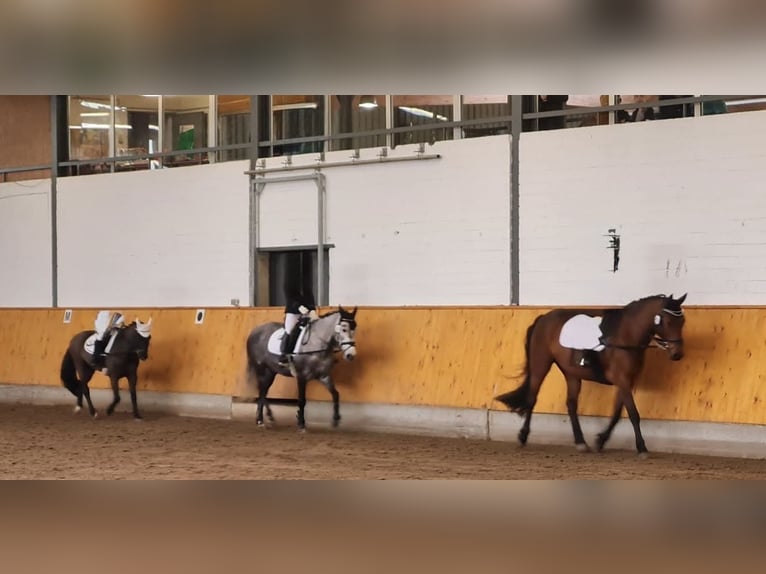 KWPN Mix Stute 9 Jahre 142 cm Apfelschimmel in Goch
