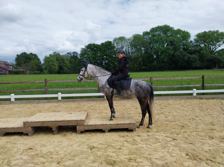 KWPN Mix Stute 9 Jahre 142 cm Apfelschimmel in Goch