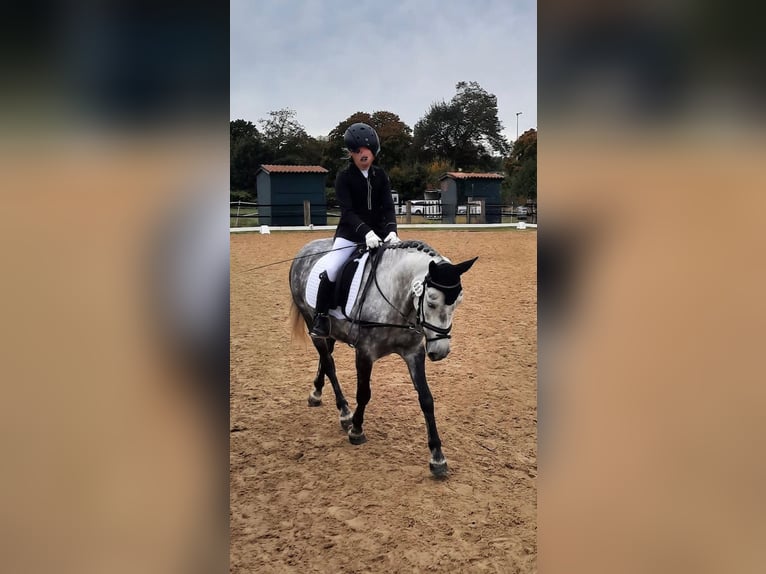 KWPN Mix Stute 9 Jahre 142 cm Apfelschimmel in Goch