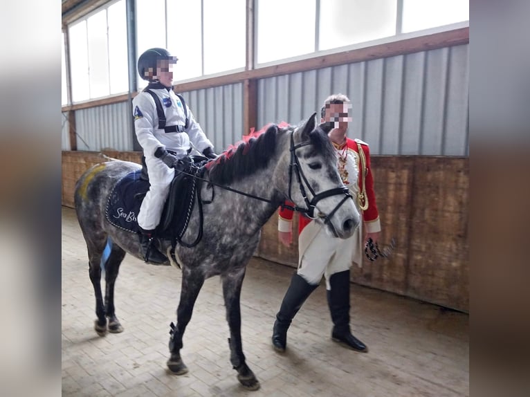 KWPN Mix Stute 9 Jahre 142 cm Apfelschimmel in Goch