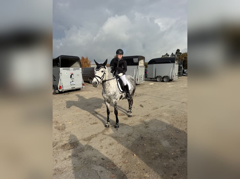 KWPN Mix Stute 9 Jahre 142 cm Apfelschimmel in Goch