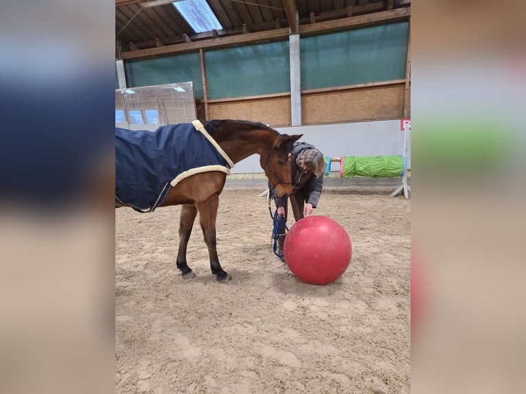 KWPN Stute 9 Jahre 162 cm Brauner in DenzlingenDenzlingen