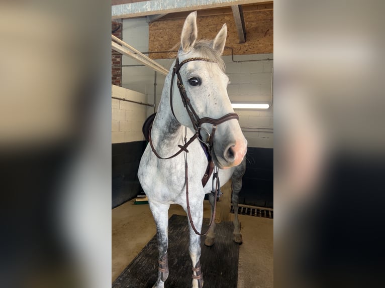 KWPN Mix Stute 9 Jahre 162 cm Schimmel in Echt