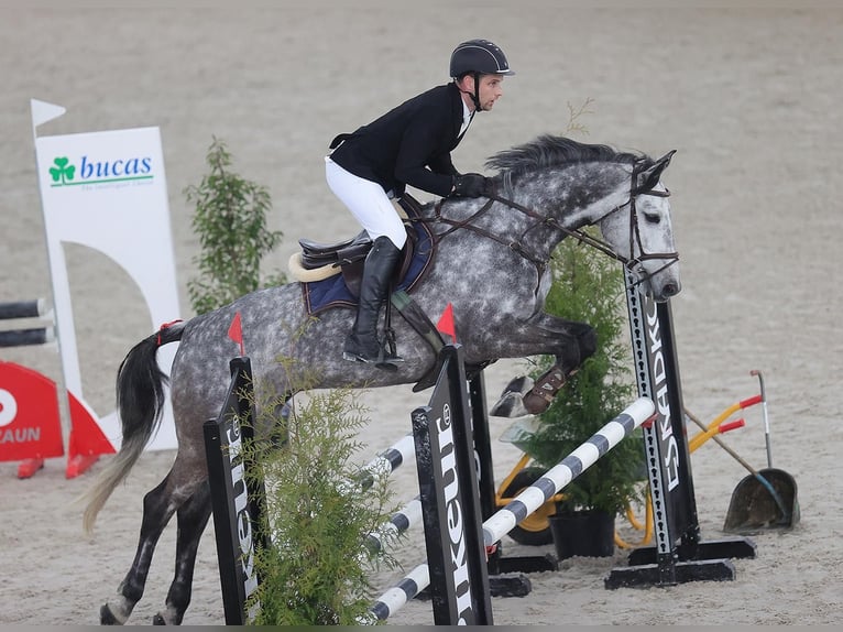 KWPN Stute 9 Jahre 163 cm Apfelschimmel in Unterkulm
