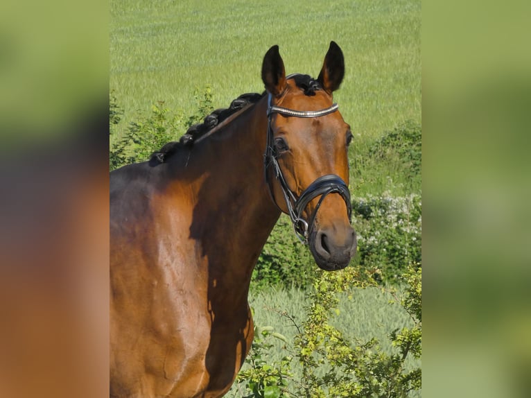 KWPN Stute 9 Jahre 163 cm Brauner in Greifenstein