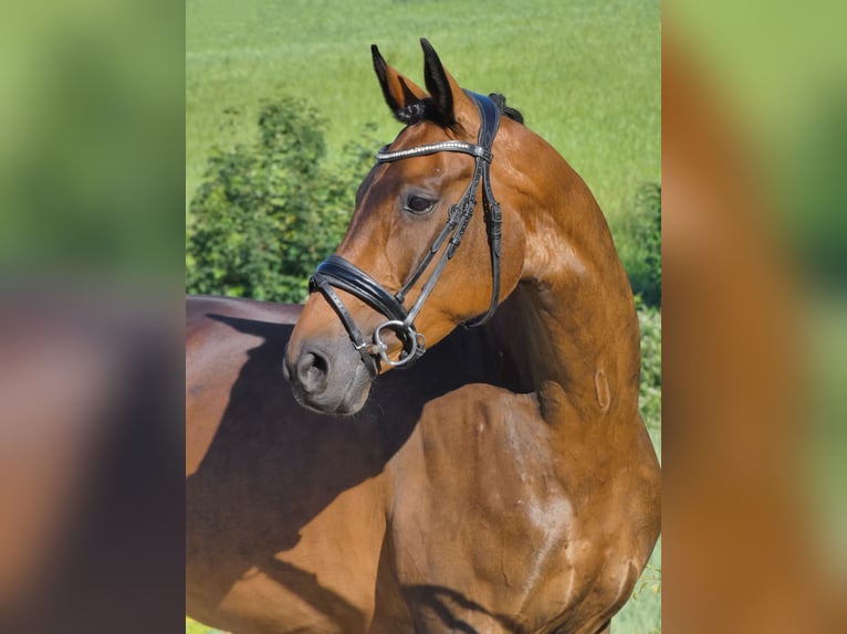 KWPN Stute 9 Jahre 163 cm Brauner in Greifenstein
