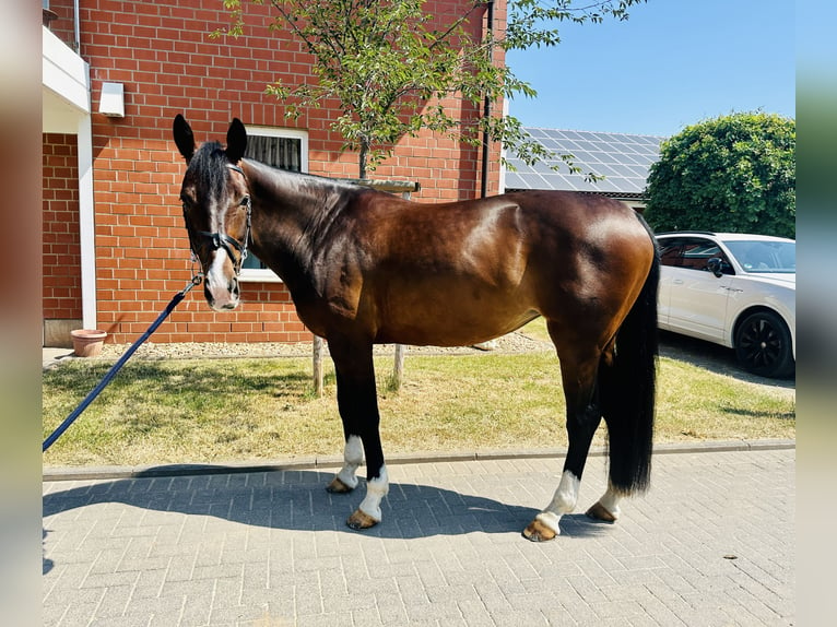 KWPN Stute 9 Jahre 164 cm Dunkelbrauner in Zülpich