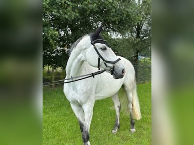 KWPN Stute 9 Jahre 164 cm Schimmel in Root