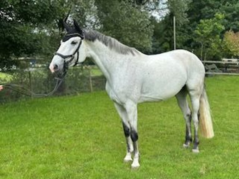 KWPN Stute 9 Jahre 164 cm Schimmel in Root