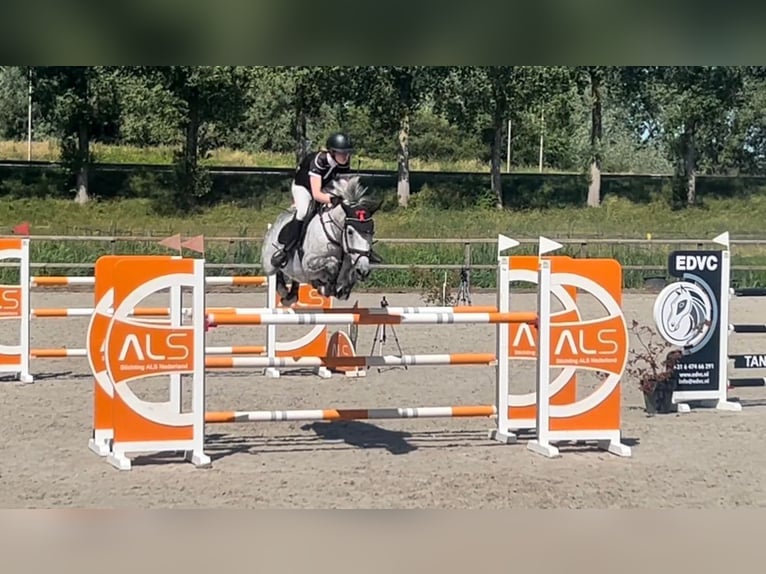 KWPN Stute 9 Jahre 164 cm Schimmel in Waddinxveen