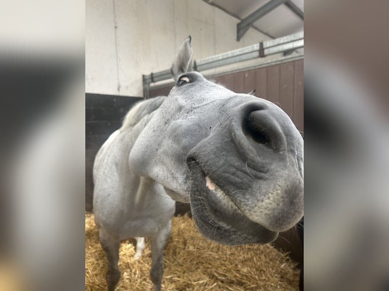 KWPN Stute 9 Jahre 164 cm Schimmel in Waddinxveen