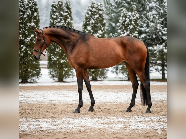 KWPN Stute 9 Jahre 165 cm Brauner in Mor