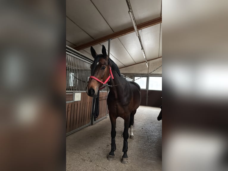 KWPN Stute 9 Jahre 165 cm Dunkelbrauner in Elchingen