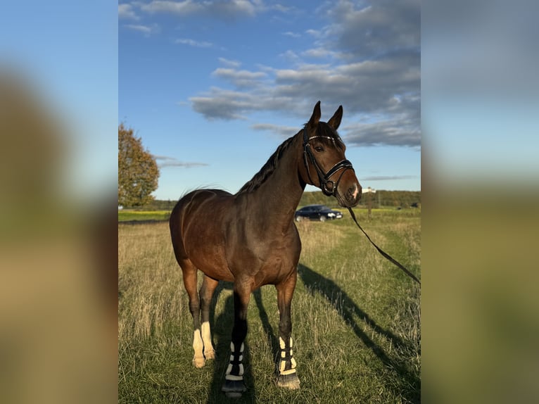 KWPN Stute 9 Jahre 165 cm Dunkelbrauner in Elchingen