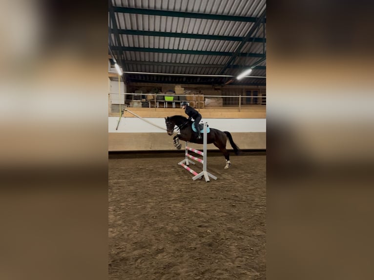 KWPN Stute 9 Jahre 165 cm Dunkelbrauner in Elchingen