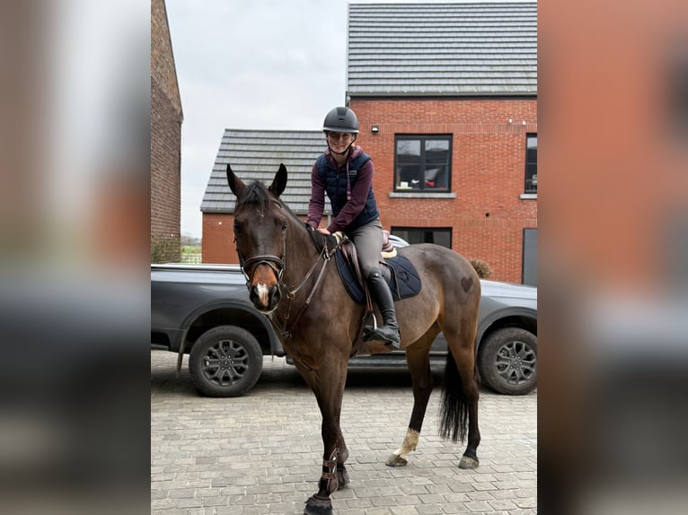 KWPN Stute 9 Jahre 165 cm Dunkelbrauner in Heikruis