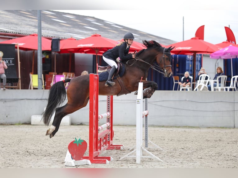 KWPN Stute 9 Jahre 165 cm Dunkelbrauner in Heikruis