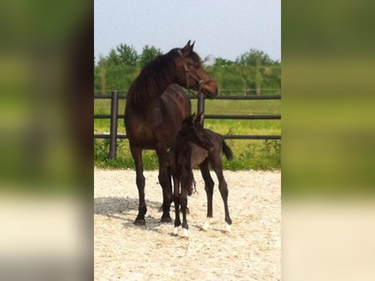 KWPN Stute 9 Jahre 165 cm Rappe in Gennep