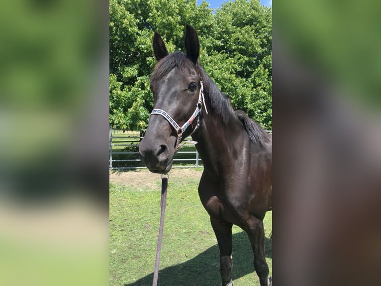 KWPN Stute 9 Jahre 165 cm Rappe in Gennep