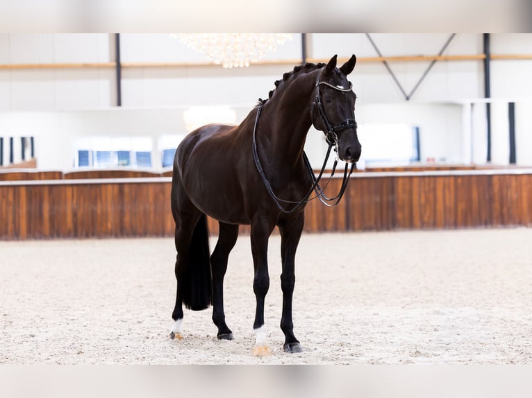 KWPN Stute 9 Jahre 165 cm Rappe in Kwadijk