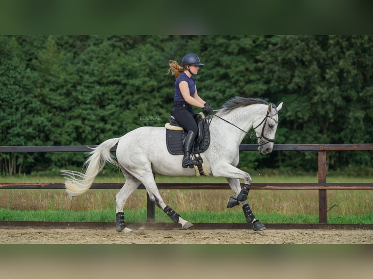 KWPN Stute 9 Jahre 165 cm Schimmel in Sinderen