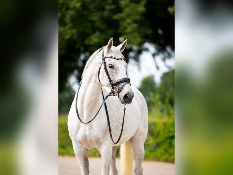KWPN Stute 9 Jahre 165 cm Schimmel in Sinderen