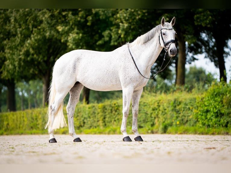 KWPN Stute 9 Jahre 165 cm Schimmel in Sinderen