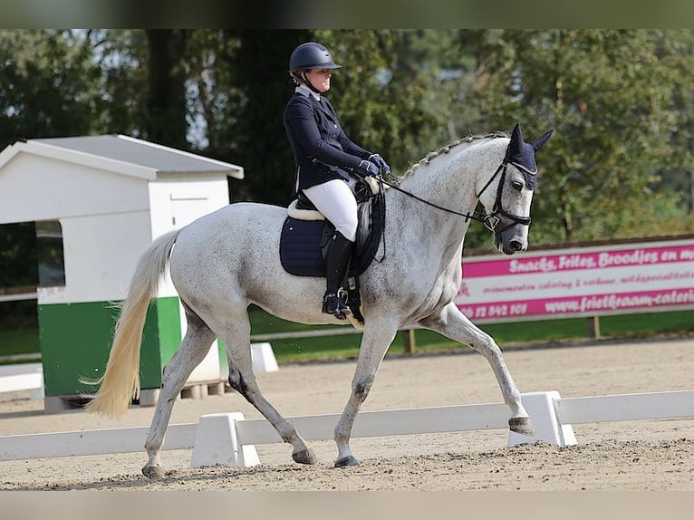 KWPN Stute 9 Jahre 165 cm Schimmel in Sinderen