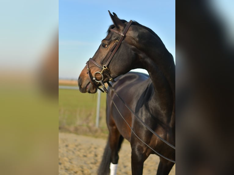 KWPN Stute 9 Jahre 165 cm Schwarzbrauner in Geilenkirchen