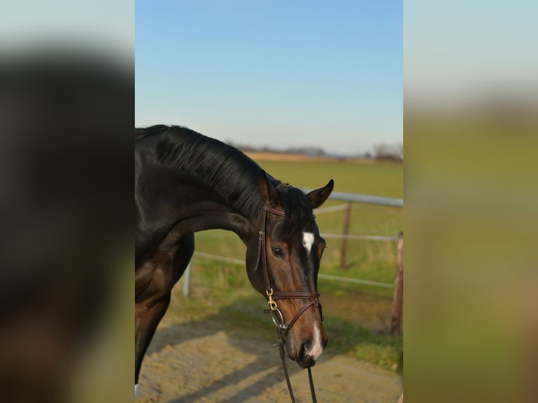 KWPN Stute 9 Jahre 165 cm Schwarzbrauner in Geilenkirchen