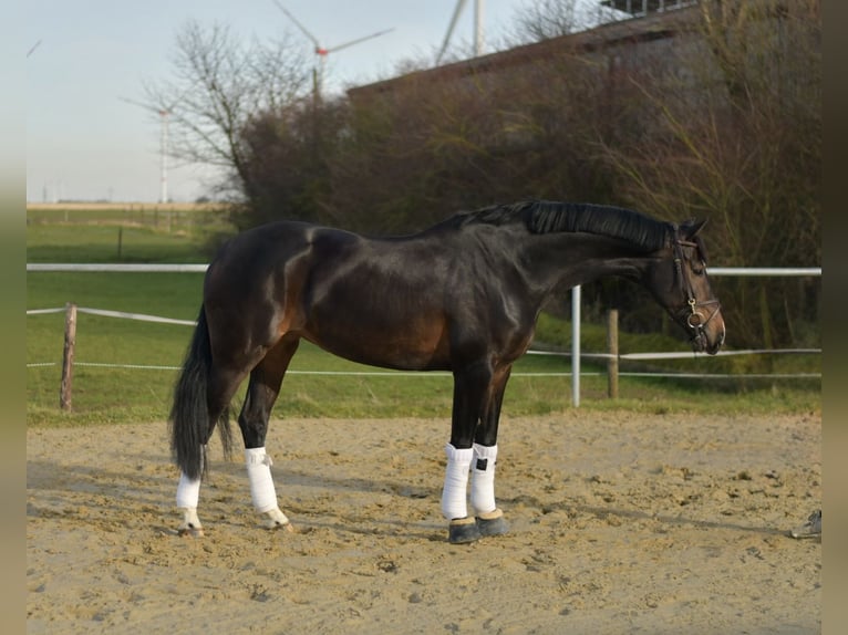 KWPN Stute 9 Jahre 165 cm Schwarzbrauner in Geilenkirchen