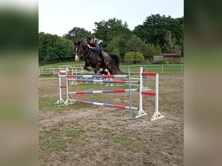 KWPN Stute 9 Jahre 165 cm Schwarzbrauner in Sedl&#x10D;any