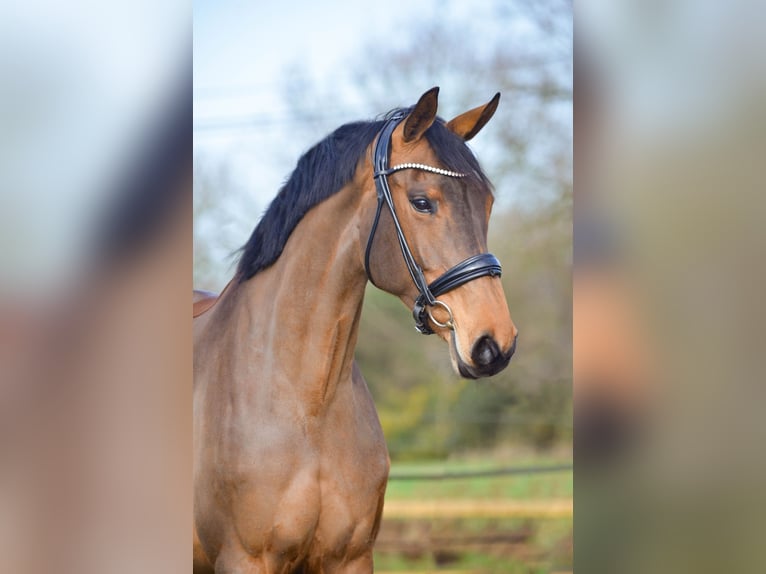 KWPN Stute 9 Jahre 166 cm Brauner in Marigny le Lozon