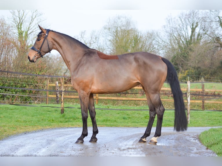 KWPN Stute 9 Jahre 166 cm Brauner in Marigny le Lozon