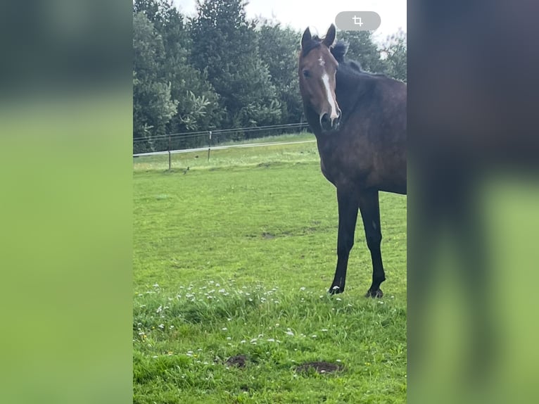 KWPN Stute 9 Jahre 166 cm Dunkelbrauner in Klixbüll