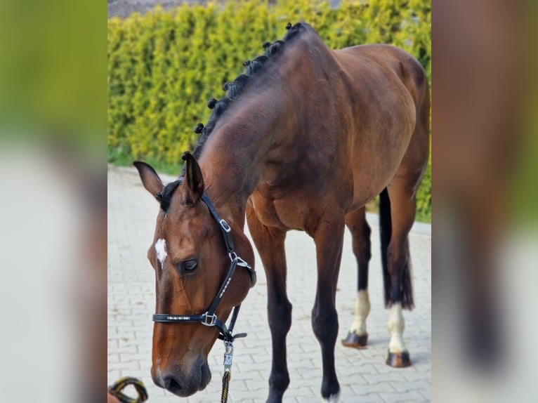 KWPN Stute 9 Jahre 167 cm Brauner in Kaldenkirchen