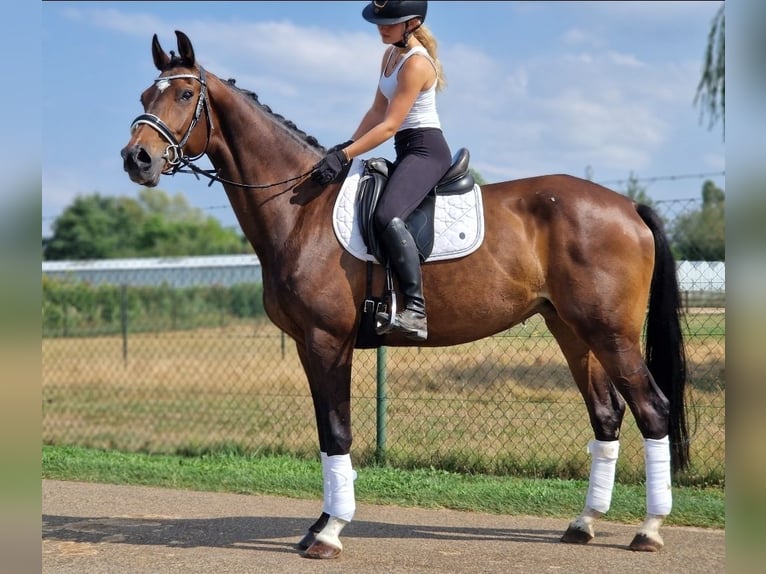 KWPN Stute 9 Jahre 167 cm Brauner in Kaldenkirchen