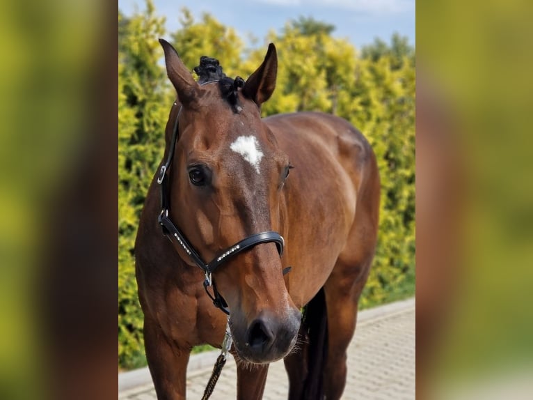 KWPN Stute 9 Jahre 167 cm Brauner in Kaldenkirchen